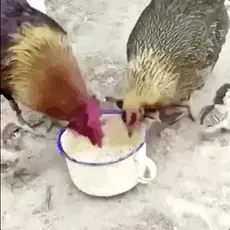 chickens